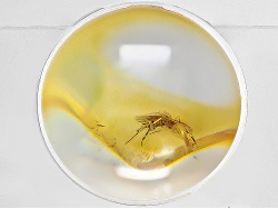 Amber With Insect Inclusions Mm Varies Round On A Magnifying Stand